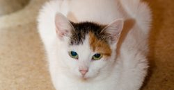 Crissy – Pisica,  1 an
