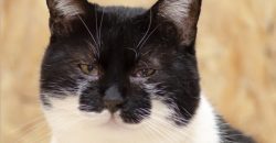 Figaro – Pisoi, 7 ani