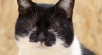 Figaro – Pisoi, 7 ani