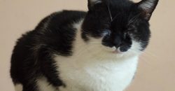Figaro – Pisoi, 7 ani