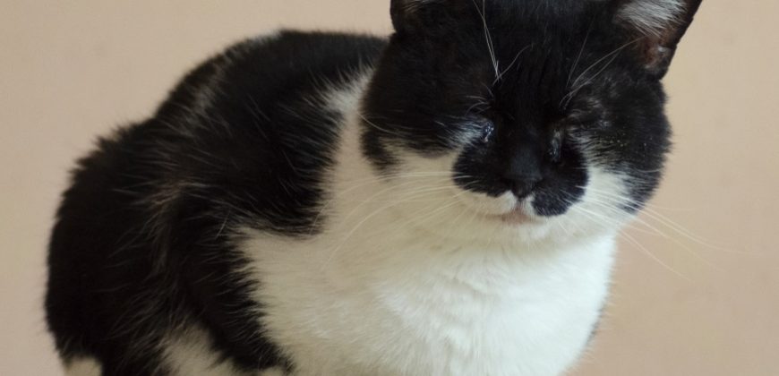 Figaro – Pisoi, 7 ani