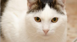 Tandarica – Pisoi, 2,5 ani